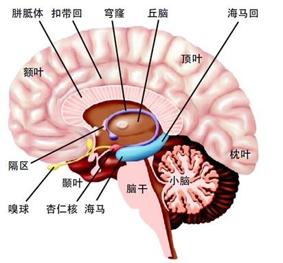 大脑结构