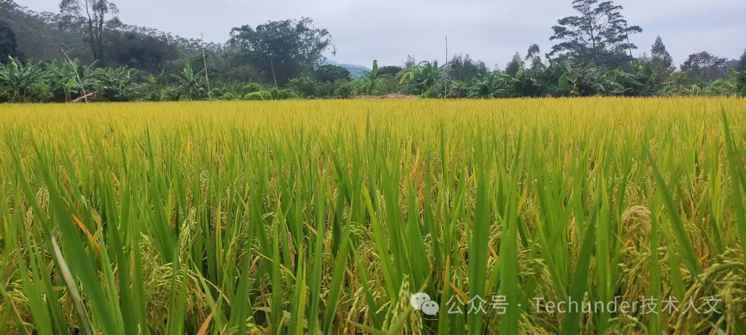rices-field